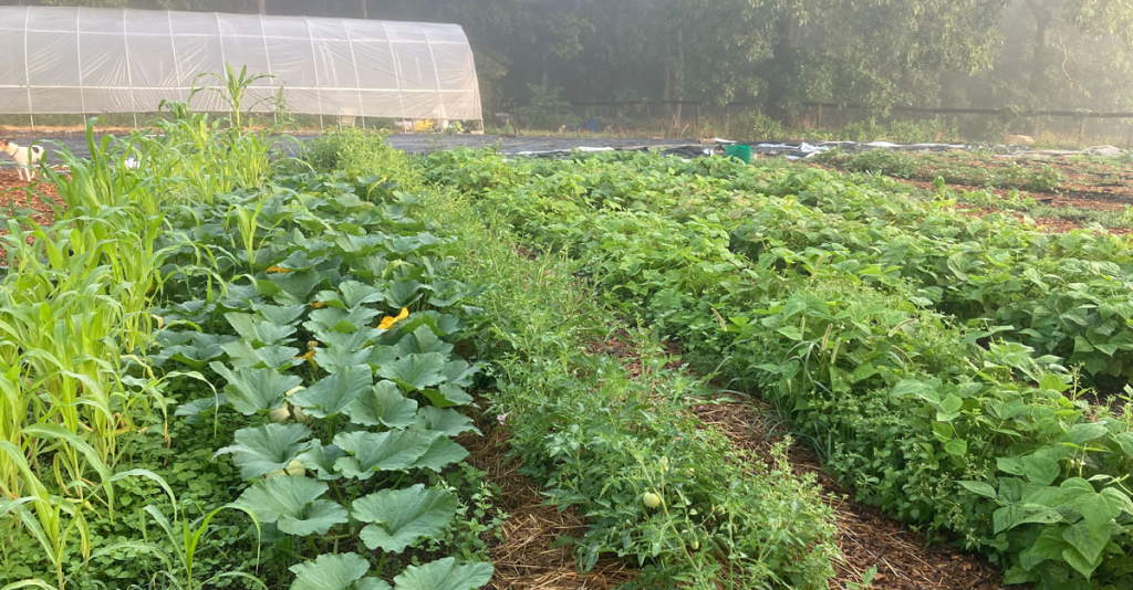 Pure Roots Farm